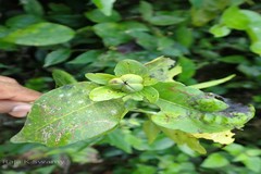 Dimorphocalyx lawianus